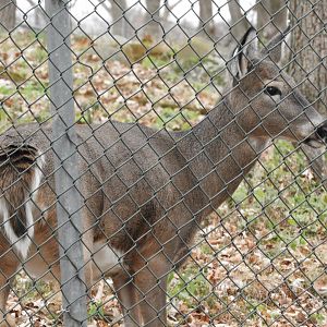 White-tailed Deer (Odocoileus virginianus)