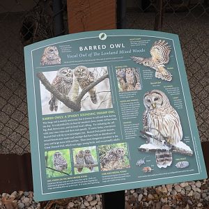 Signage Example (Barred Owl)