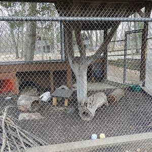 Eastern Cottontail exhibit