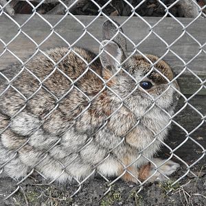 Eastern Cottontail (Sylvilagus floridanus)