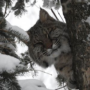 Eli the Bobcat (Lynx rufus)