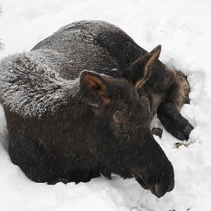 Moose (Alces alces)
