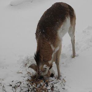 Shoveling in the Snow!