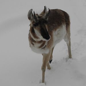 Sherman the Pronghorn (Antilocapra americana)