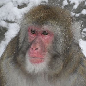 Japanese Macaque (Macaca fuscata)