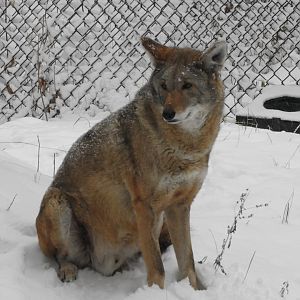 Red Wolf (Canis rufus)