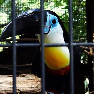 Channel-Billed Toucan