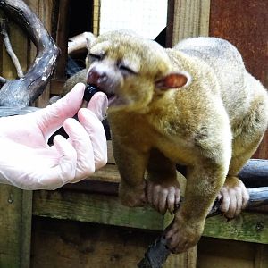 Kinkajou Feeding