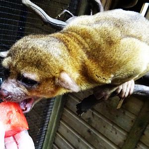 Kinkajou Feeding