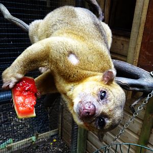 Kinkajou Feeding