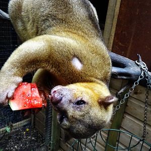 Kinkajou Feeding