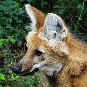 Maned Wolf