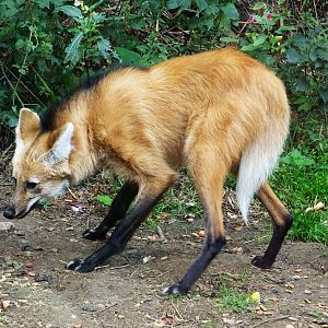 Maned Wolf