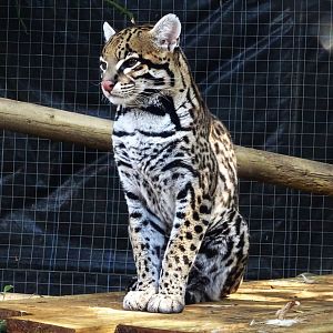 Ocelot
