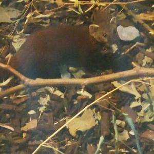 Ring-Tailed Vontsira