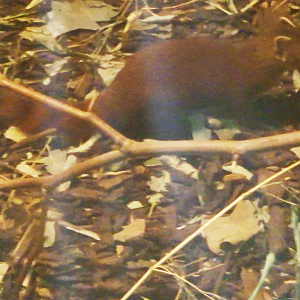 Ring-Tailed Vontsira