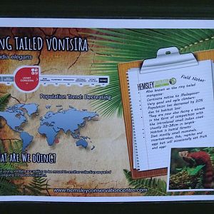 Ring-Tailed Vontsira Signage