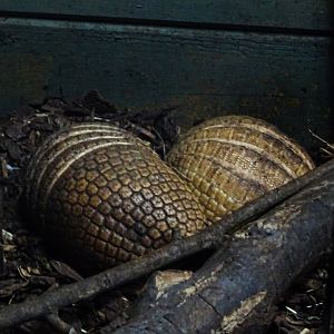 Southern Three-Banded Armadillos