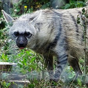 Southern Aardwolf