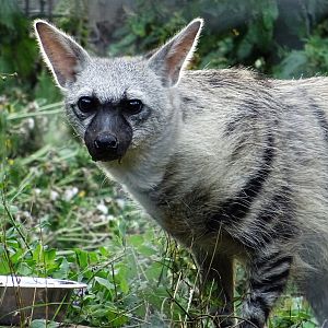 Southern Aardwolf
