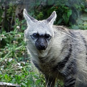 Southern Aardwolf