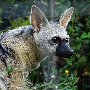 Southern Aardwolf