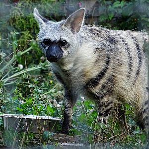 Southern Aardwolf
