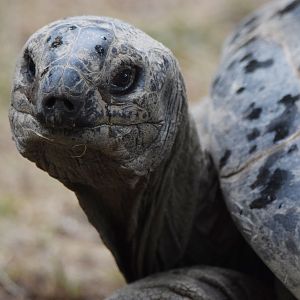 [June 2022] Aldabra tortoise (Aldabrachelys gigantea) in light rain
