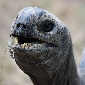 [June 2022] Aldabra tortoise (Aldabrachelys gigantea) chewing