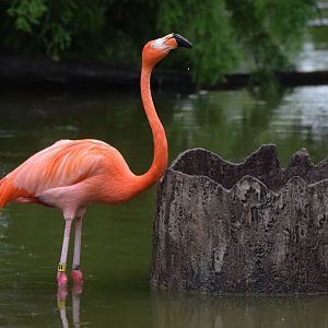 [June 2022] North Lake- Caribbean flamingo (Phoenicopterus ruber) eating