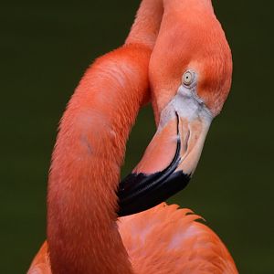 [June 2022] Caribbean flamingo (Phoenicopterus ruber) grooming