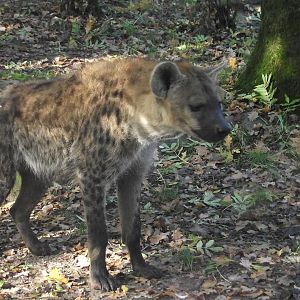 Spotted Hyaena - Zooparc de Beauval - 10/2020