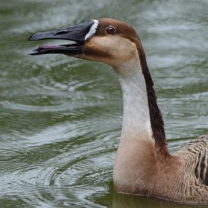 [June 2022] North Lake- swan goose (Anser cygnoides)