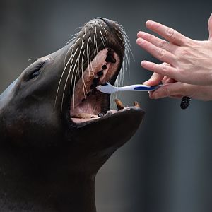 [June 2022] Sea Lion Sound- California sea lion (Zalophus californianus) getting teeth brushed