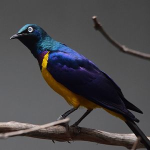 [June 2022] Bird House- golden-breasted starling (Lamprotornis regius)