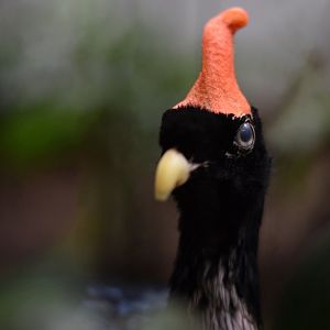 [June 2022] Bird House- horned guan (Oreophasis derbianus)