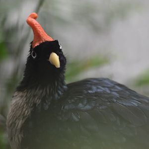 [June 2022] Bird House- horned guan (Oreophasis derbianus)