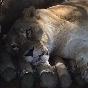 [June 2022] Big Cat Country- lion (Panthera leo) lying with tongue out