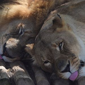 [June 2022] Big Cat Country- lions (Panthera leo) lying and sticking tongues out