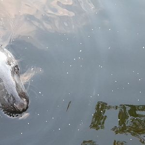 Male Baltic Sea Grey seal (Halichoreus grypus macrorhynchus)