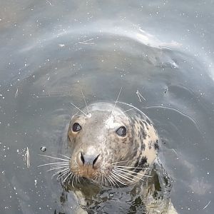 Female Baltic Sea Grey seal (Halichoreus grypus macrorhynchus)