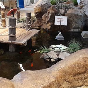 Fish and turtle pond.