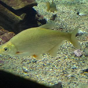 White bream (Blicca bjoerkna)