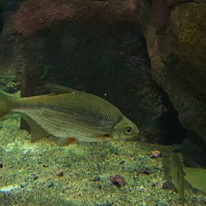 White bream (Blicca bjoerkna)