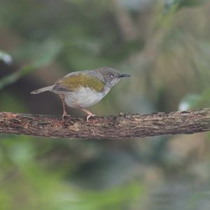 Grey-backed camaroptera