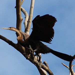 African darter