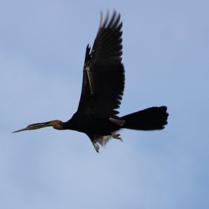 African darter