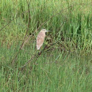 Squacco heron