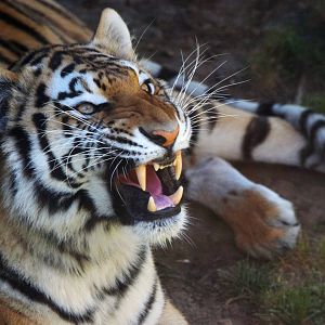 [June 2022] Big Cat Country- Amur tiger (Panthera tigris altaica)