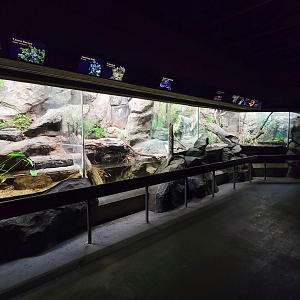 Aug. 2022 - North America: Streamside - Reptile Exhibits